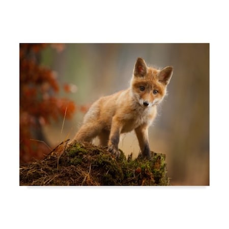 Robert Adamec 'Baby Fox' Canvas Art,24x32